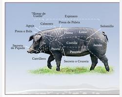 Cerdo ibérico